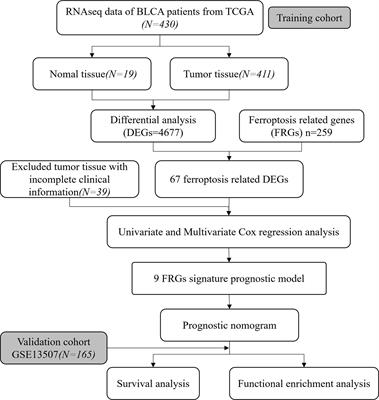 A Novel Prognostic Model Based on Ferroptosis-Related Gene Signature for Bladder Cancer